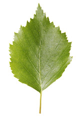 Fototapeta premium Birch leaf