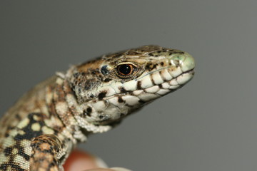 lézard commun dans une main 