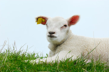 cute lamb