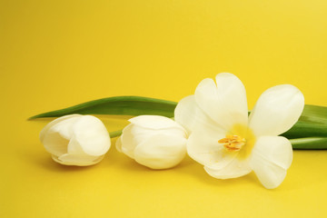 Fototapeta na wymiar white tulip