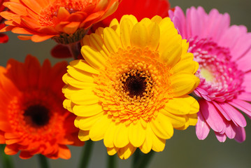 Frühlingsblüten