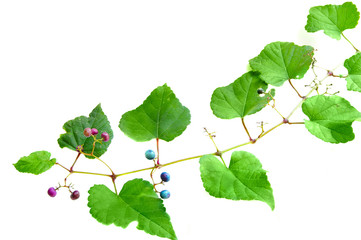 Grape vine with small grapes, isolated on white
