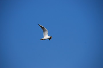 gull