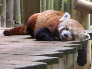 Redpanda