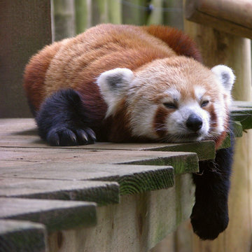 Fototapeta Redpanda