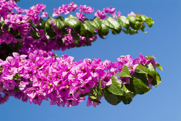 Mediterranean violet