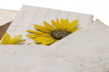 getrocknete Blume