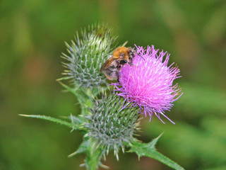 Burdock the butterfly