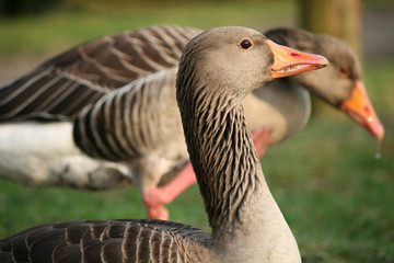 goose