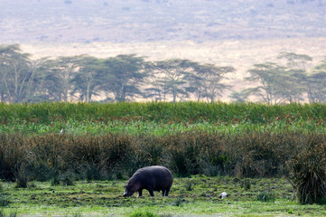 African Hippopotamus