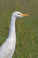 Cattle Egret Portrait