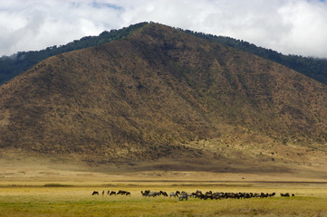 Fototapeta premium African Wildebeest