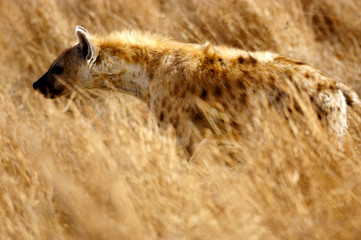 African Hyena