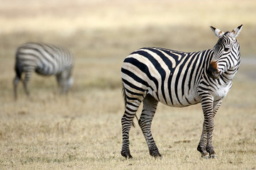 Obraz na płótnie Canvas African Zebra