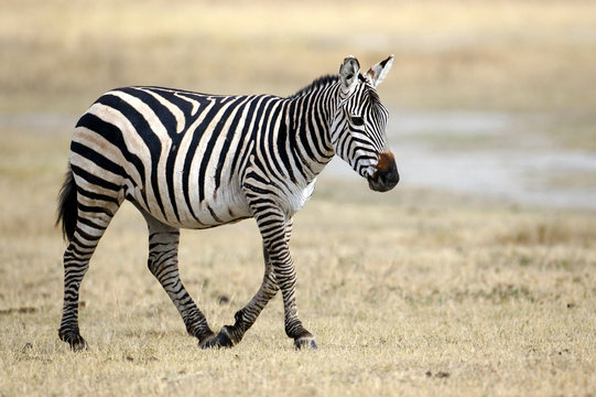 African Zebra