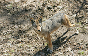 red wolf stare