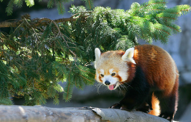 climbing red panda
