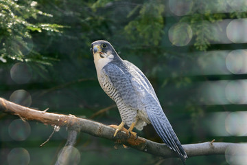 American Kestrel