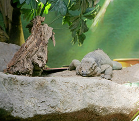 iguana on the rocks