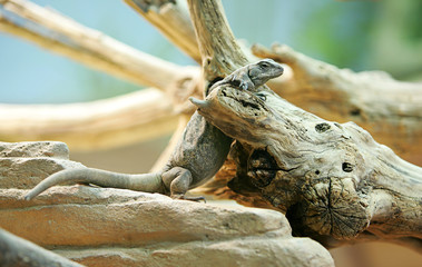 reptile sitting on branch
