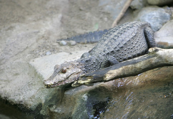 caiman on the rocks
