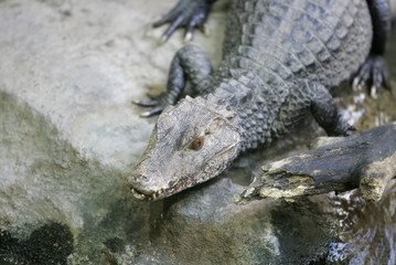 caiman on the rocks