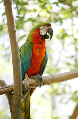 mixed heritage macaw