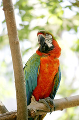 mixed color macaw