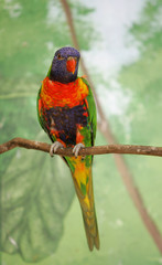 colorful lorikeet bird