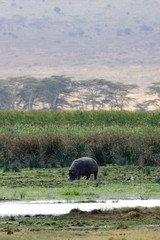 Fototapeta premium African Hippopotamus