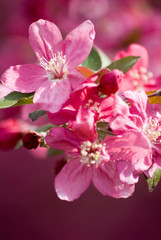 Fototapeta na wymiar Crabapple Blossom 2