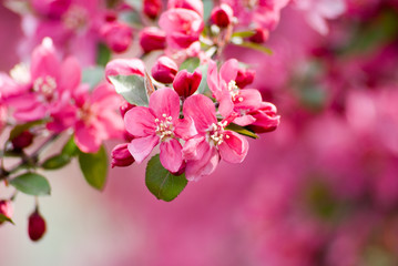 Crabapple Blossom 1 - Powered by Adobe