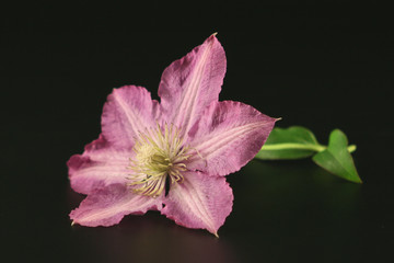 Flower of clematis isolated on black