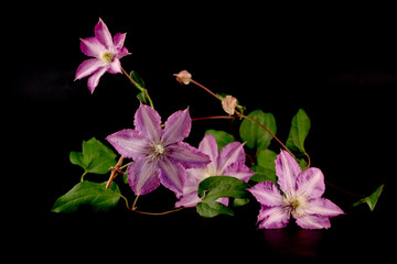 Flowers of clematis isolated on black