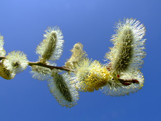 Weidekätzchen