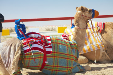 Robot kameel racen
