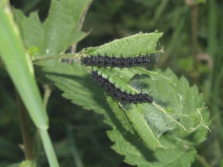 Butterfly's larva moderate climate of Russia 2