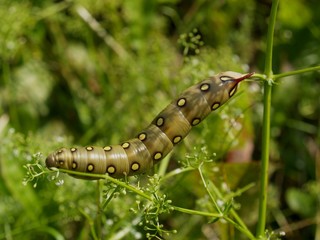 Butterfly's larva moderate climate of Russia 6