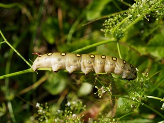 Butterfly's larva moderate climate of Russia 6