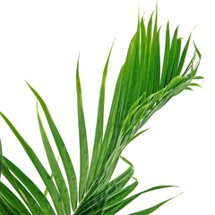bout de palme