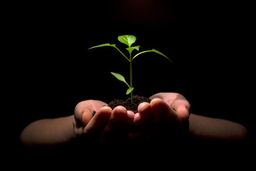 plant in hands