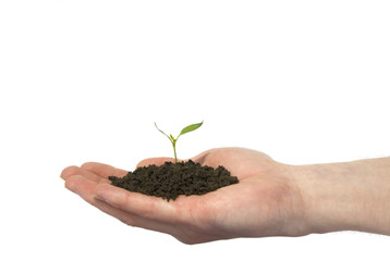 plant in  hand