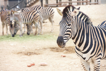 Fototapeta na wymiar Zebra and herd