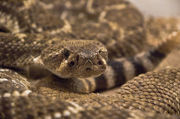 rattlesnake shot in terrarium