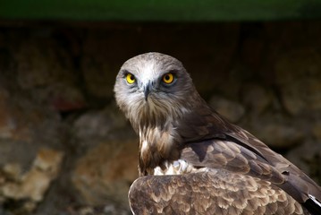 buzzard with beautiful eyes