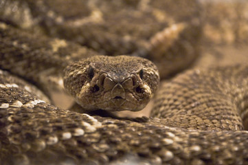 snake shot in terrarium