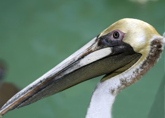 Portrait of a Pelican