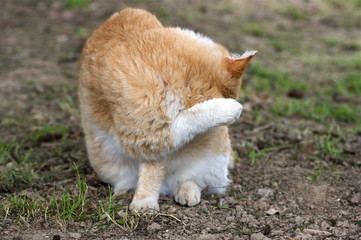 Obraz premium Gatto che si lava