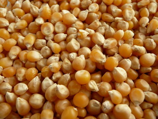 Corn old grains zoom