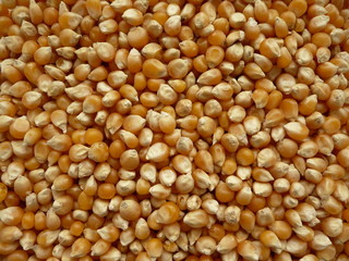 Corn : a lot of old and dry grains